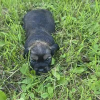 Ember, a female Chihuahua and Miniature Dachshund for sale in Colton, NY – 4 of 4