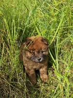 Deep red, a female Chow Chow for sale in Colton, NY – Photo 1 of 7