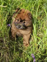 Deep red, a female Chow Chow for sale in Colton, NY – Photo 6 of 7