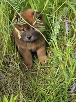 Deep red, a female Chow Chow for sale in Colton, NY – Photo 2 of 7