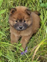 Deep red, a female Chow Chow for sale in Colton, NY – Photo 7 of 7