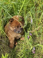 Deep red, a female Chow Chow for sale in Colton, NY – Photo 5 of 7