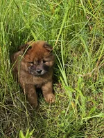 Deep red, a female Chow Chow for sale in Colton, NY – Photo 3 of 7
