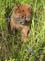 Deep red, a female Chow Chow for sale in Colton, NY – Photo 4 of 7