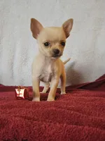 Christmas Special, a male Chorkie for sale in Colton, NY – Photo 8 of 9