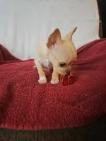 Christmas Special, a male Chorkie for sale in Colton, NY – Photo 9 of 9