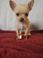 Christmas Special, a male Chorkie for sale in Colton, NY – Photo 7 of 9
