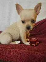 Christmas Special, a male Chorkie for sale in Colton, NY – Photo 6 of 9