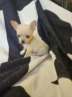 Christmas Special, a male Chorkie for sale in Colton, NY – Photo 4 of 9