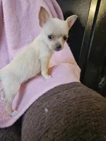 Christmas Special, a male Chorkie for sale in Colton, NY – Photo 2 of 9