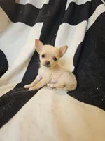 Christmas Special, a male Chorkie for sale in Colton, NY – Photo 5 of 9