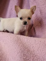 Christmas Special, a male Chorkie for sale in Colton, NY – Photo 3 of 9