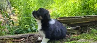 Buddy C, a male Chorkie for sale in Colton, NY – 2 of 9