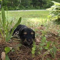 Dakota , a female Chiweenie for sale in Colton, NY – 4 of 5