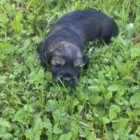 Ember, a female Chihuahua and Miniature Dachshund for sale in Colton, NY – 3 of 4