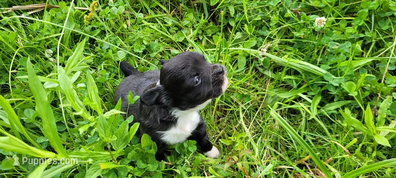 Boone – Chihuahua puppy for sale in Colton, NY