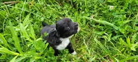 Boone, a male Chihuahua for sale in Colton, NY – 1 of 5