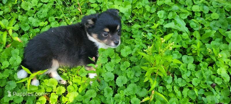 Buddy C – Chorkie puppy for sale in Colton, NY