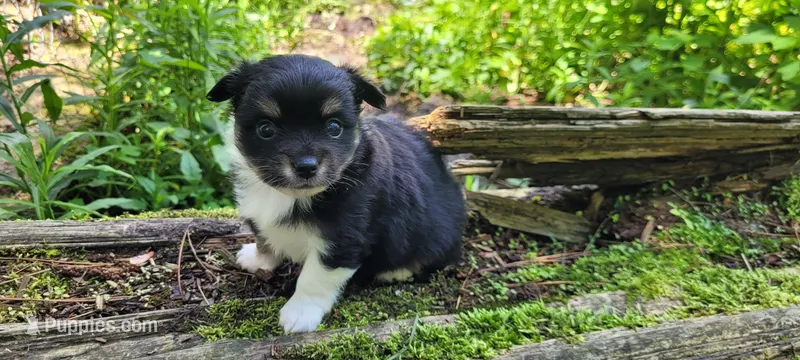 Chunky  – Chorkie puppy for sale in Colton, NY