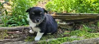 Buddy C, a male Chorkie for sale in Colton, NY – 1 of 9