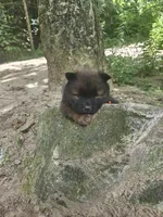 Milo, a male Chow Chow for sale in Colton, NY – Photo 3 of 7