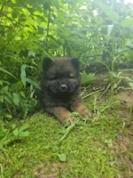 Milo, a male Chow Chow for sale in Colton, NY – Photo 6 of 7