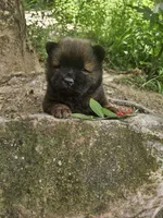 Milo, a male Chow Chow for sale in Colton, NY – Photo 2 of 7