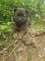 Milo, a male Chow Chow for sale in Colton, NY – Photo 4 of 7