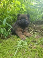 Milo, a male Chow Chow for sale in Colton, NY – Photo 5 of 7