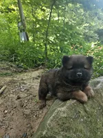 Milo, a male Chow Chow for sale in Colton, NY – Photo 7 of 7