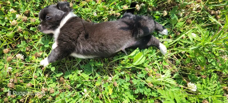 Boone – Chihuahua puppy on hold in Colton, NY