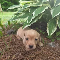 Sparrow, a female Chiweenie for sale in Colton, NY – 7 of 7