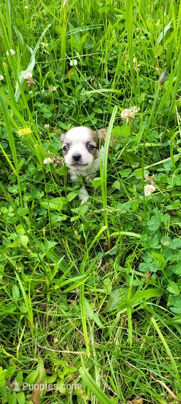 Rose – Chihuahua puppy for sale in Colton, NY