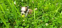 Rose, a female Chihuahua for sale in Colton, NY – 2 of 7