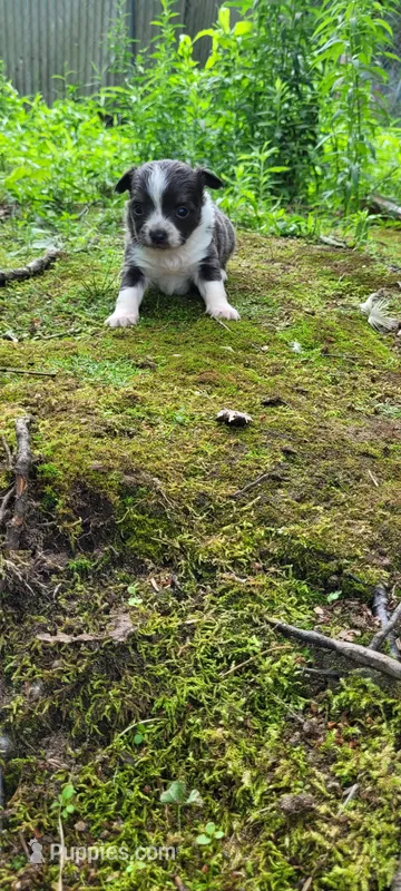 Junior , a male Chihuahua for sale in Colton, NY – 1 of 5