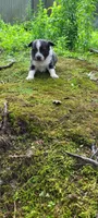 Junior , a male Chihuahua for sale in Colton, NY – 1 of 5