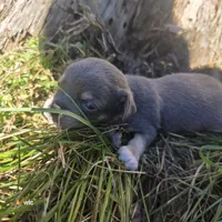 Sweet pea, a female Chihuahua for sale in Colton, NY – 6 of 6