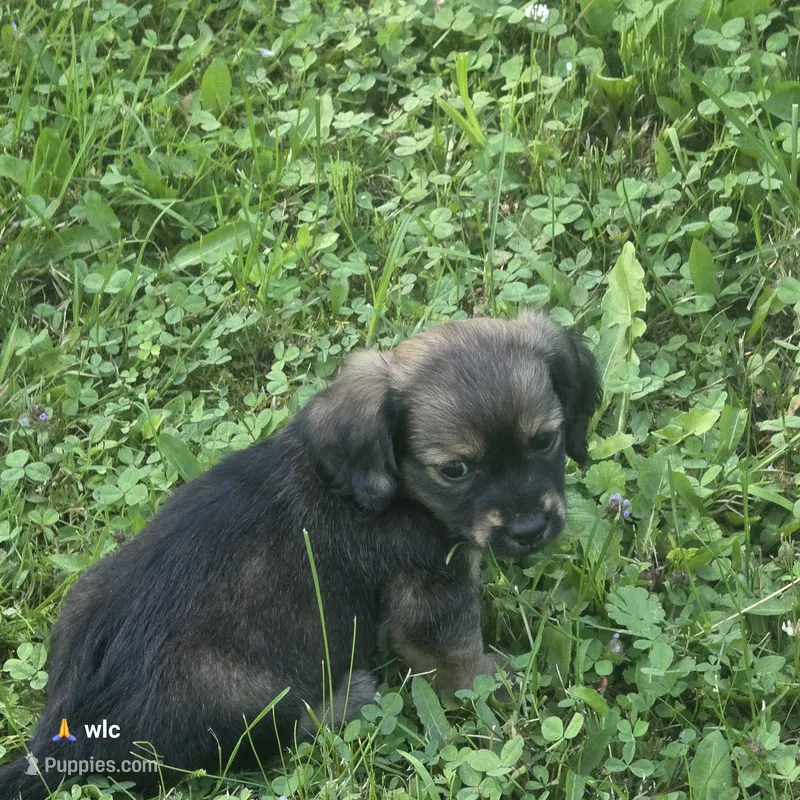 Ember – Chihuahua, Miniature Dachshund puppy on hold in Colton, NY