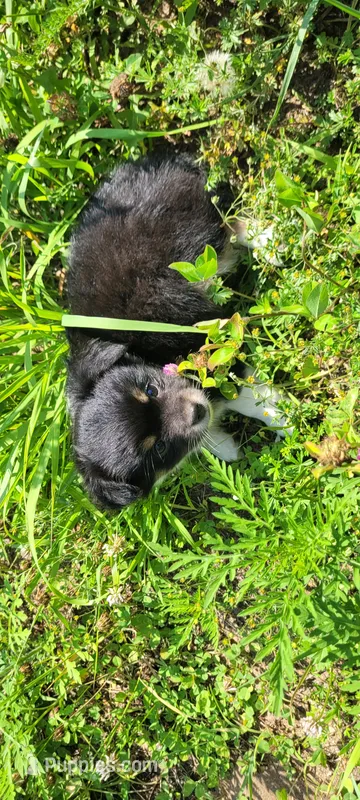 Buddy C – Chorkie puppy for sale in Colton, NY