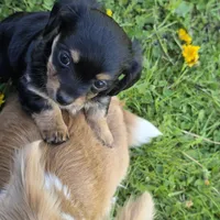 Cody , a male Chihuahua for sale in Colton, NY – 1 of 8