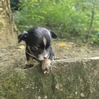 Snoopy, a male Chihuahua and Yorkshire Terrier for sale in Colton, NY – Photo 2 of 7