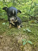 Snoopy, a male Chihuahua and Yorkshire Terrier for sale in Colton, NY – Photo 7 of 7