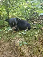 Snoopy, a male Chihuahua and Yorkshire Terrier for sale in Colton, NY – Photo 5 of 7