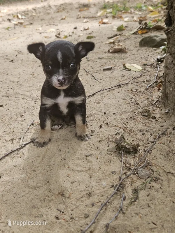Snoopy, a male Chihuahua and Yorkshire Terrier for sale in Colton, NY – Photo 1 of 7