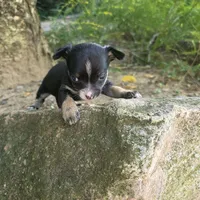 Snoopy, a male Chihuahua and Yorkshire Terrier for sale in Colton, NY – Photo 3 of 7