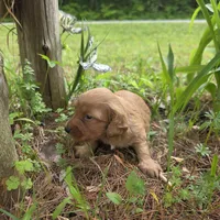 Denali, a male Chiweenie for sale in Colton, NY – 4 of 6