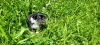 Buddy C, a male Chorkie for sale in Colton, NY – 9 of 9