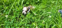 Rose, a female Chihuahua for sale in Colton, NY – 7 of 7