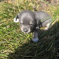 Sweet pea, a female Chihuahua for sale in Colton, NY – 3 of 6