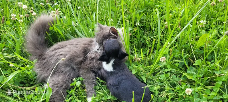 Boone – Chihuahua puppy on hold in Colton, NY